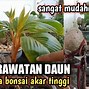 Cara Membuat Bonsai Kelapa